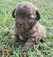 Choco, a male Havapoo for sale in Stockton, MO – 2 of 4