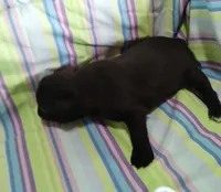 Ebony , a female Bugg for sale in Stockton, MO – 5 of 5