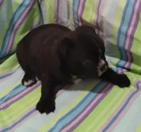 Ebony , a female Bugg for sale in Stockton, MO – 2 of 5