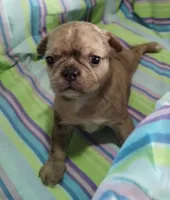 Charlene , a female Bugg for sale in Stockton, MO – 4 of 5