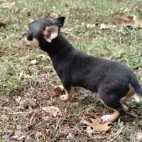 Lil Pedro , a male Chihuahua for sale in Stockton, MO – 4 of 6