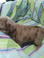 Charlene , a female Bugg for sale in Stockton, MO – 5 of 5