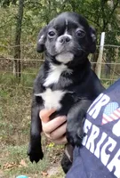 Ebony , a female Bugg for sale in Stockton, MO – 3 of 3