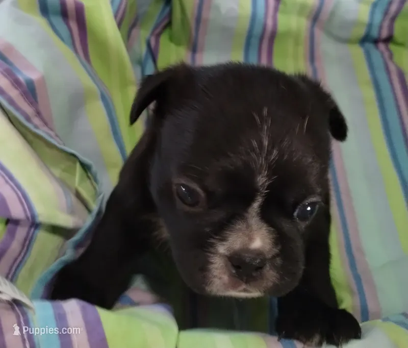Ebony  – Bugg puppy for sale in Stockton, MO