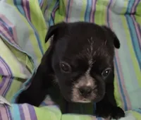Ebony , a female Bugg for sale in Stockton, MO – 1 of 5