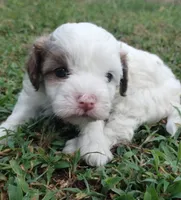Bandit, a male Havapoo for sale in Stockton, MO – 2 of 4