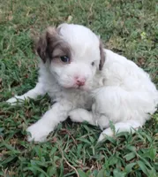 Bandit, a male Havapoo for sale in Stockton, MO – 3 of 4