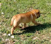 Roxie, a female Chinese Shar-Pei for sale in Stockton, MO – 2 of 5