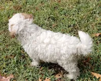 Bandit, a male Havapoo for sale in Stockton, MO – 4 of 8