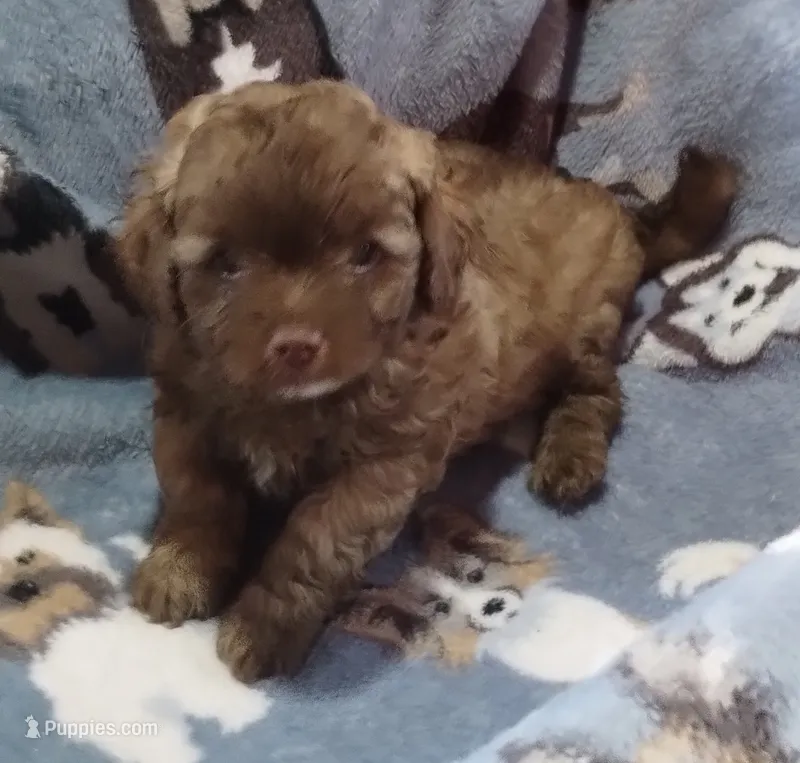 Choco – Havapoo puppy for sale in Stockton, MO
