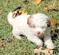 Bandit, a male Havapoo for sale in Stockton, MO – 6 of 8