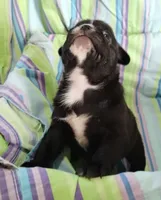 Ebony , a female Bugg for sale in Stockton, MO – 4 of 5