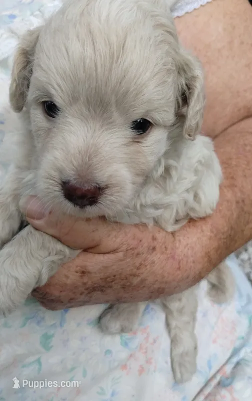 Snowman – Havapoo puppy for sale in Stockton, MO