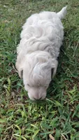 Snowman, a male Havapoo for sale in Stockton, MO – 4 of 4