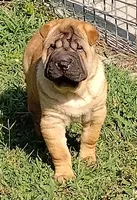 Roxie, a female Chinese Shar-Pei for sale in Stockton, MO – 4 of 5