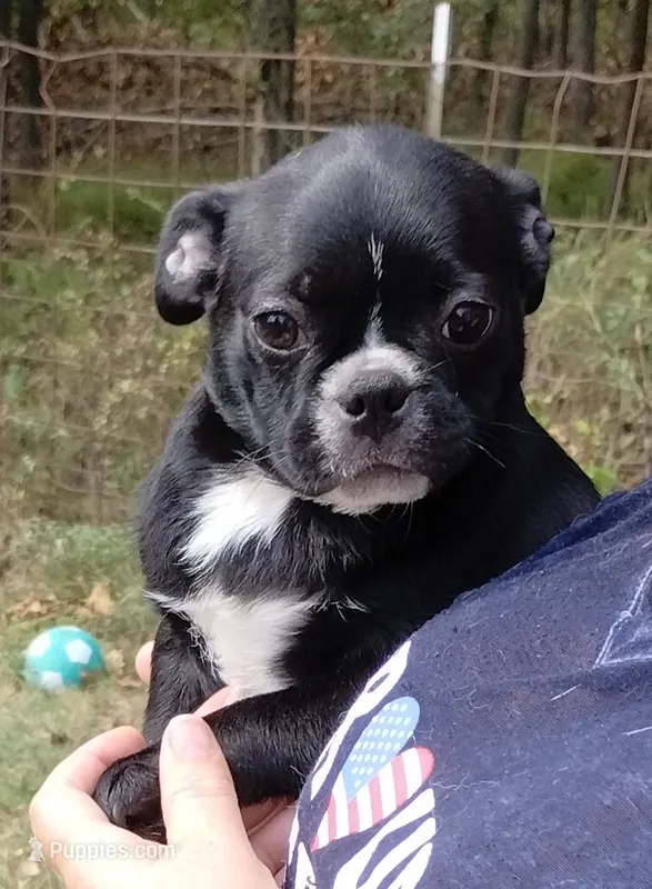 Ebony  – Bugg puppy for sale in Stockton, MO