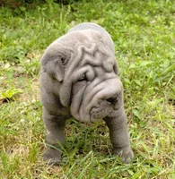 Rock, a male Chinese Shar-Pei for sale in Stockton, MO – 1 of 5