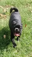 Ebony , a female Bugg for sale in Stockton, MO – 2 of 3