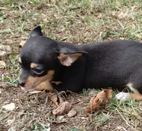 Lil Pedro , a male Chihuahua for sale in Stockton, MO – 5 of 6