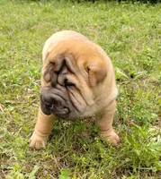 Roll, a female Chinese Shar-Pei for sale in Stockton, MO – 4 of 4