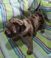 Pebbles, a female Bugg for sale in Stockton, MO – 5 of 5