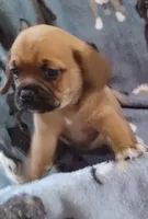 Peggy , a female Puggle for sale in Stockton, MO – 5 of 5