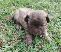 Choco, a male Havapoo for sale in Stockton, MO – 4 of 4