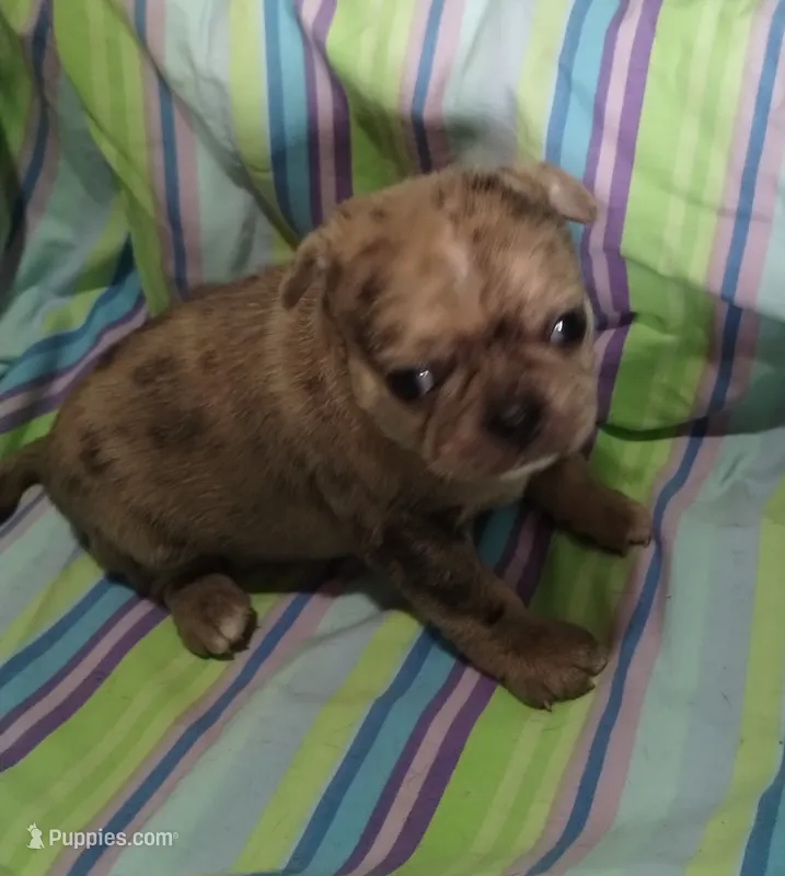 Charlene  – Bugg puppy for sale in Stockton, MO