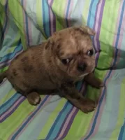 Charlene , a female Bugg for sale in Stockton, MO – 1 of 5