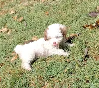 Bandit, a male Havapoo for sale in Stockton, MO – 2 of 8