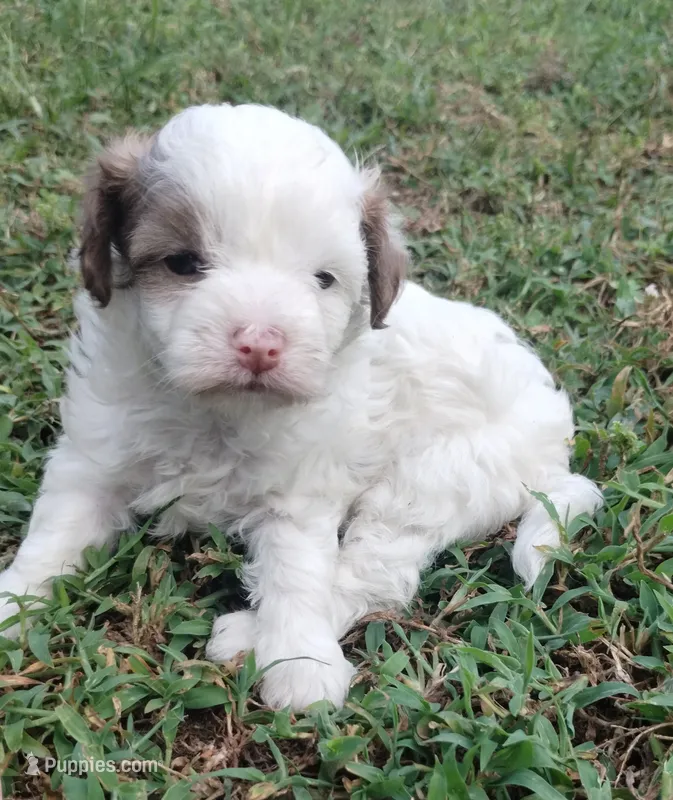 Bandit – Havapoo puppy for sale in Stockton, MO