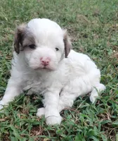 Bandit, a male Havapoo for sale in Stockton, MO – 1 of 4