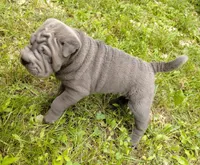 Rock, a male Chinese Shar-Pei for sale in Stockton, MO – 5 of 5