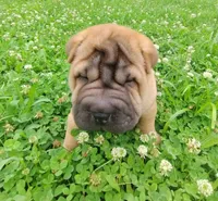 Roll, a female Chinese Shar-Pei for sale in Stockton, MO – 3 of 4
