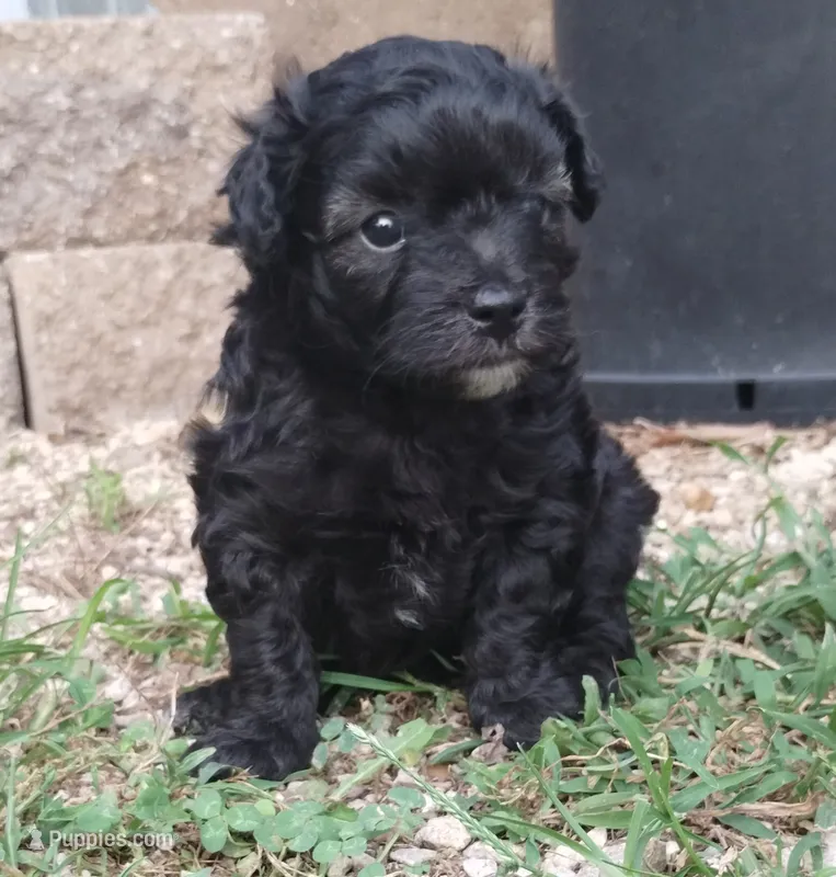Blackjack – Havapoo puppy for sale in Stockton, MO