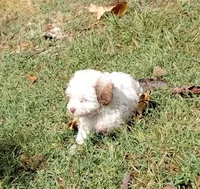 Bandit, a male Havapoo for sale in Stockton, MO – 3 of 8