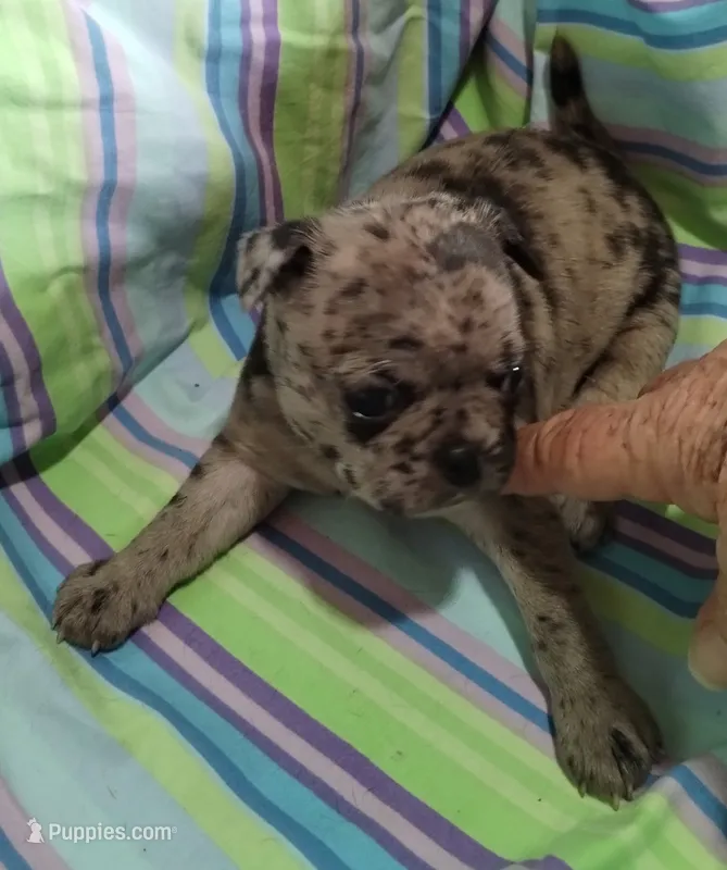 Pebbles  – Bugg puppy for sale in Stockton, MO