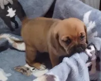 Peggy , a female Puggle for sale in Stockton, MO – 2 of 5