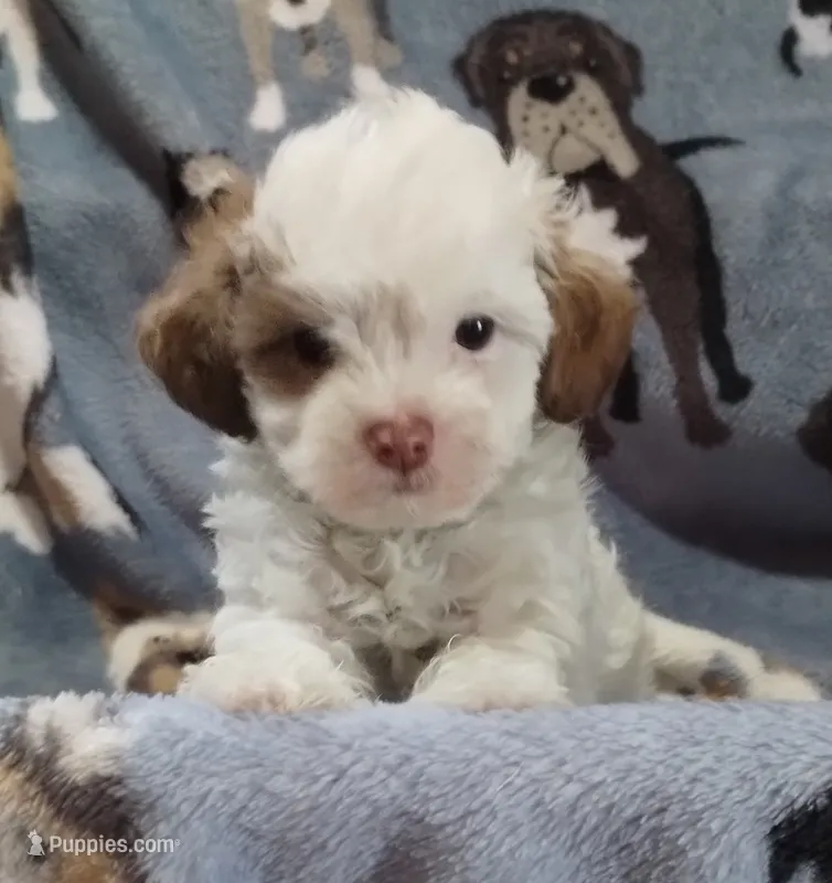 Bandit – Havapoo puppy for sale in Stockton, MO