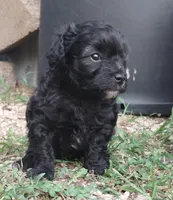 Blackjack, a male Havapoo for sale in Stockton, MO – 2 of 4
