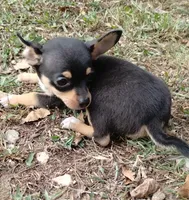 Lil Pedro , a male Chihuahua for sale in Stockton, MO – 3 of 6