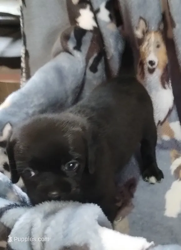 Ebony  – Bugg puppy for sale in Stockton, MO