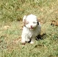 Bandit, a male Havapoo for sale in Stockton, MO – 5 of 8