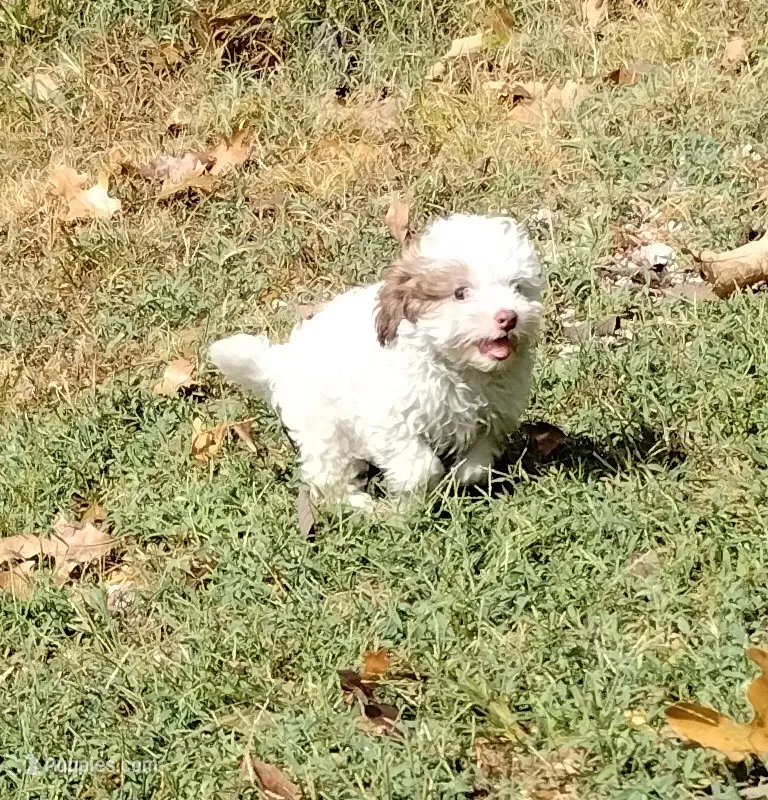 Bandit – Havapoo puppy for sale in Stockton, MO