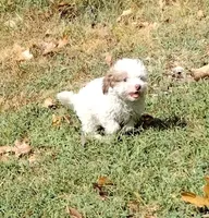 Bandit, a male Havapoo for sale in Stockton, MO – 1 of 8