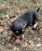 Lil Pedro , a male Chihuahua for sale in Stockton, MO – 2 of 6