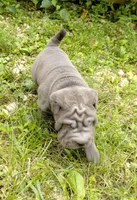 Rock, a male Chinese Shar-Pei for sale in Stockton, MO – 4 of 5