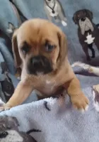 Peggy , a female Puggle for sale in Stockton, MO – 1 of 5