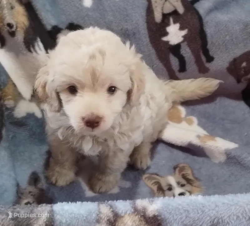 Snowman – Havapoo puppy for sale in Stockton, MO