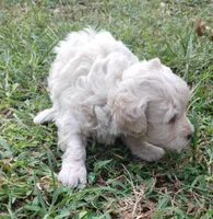 Snowman, a male Havapoo for sale in Stockton, MO – 3 of 4